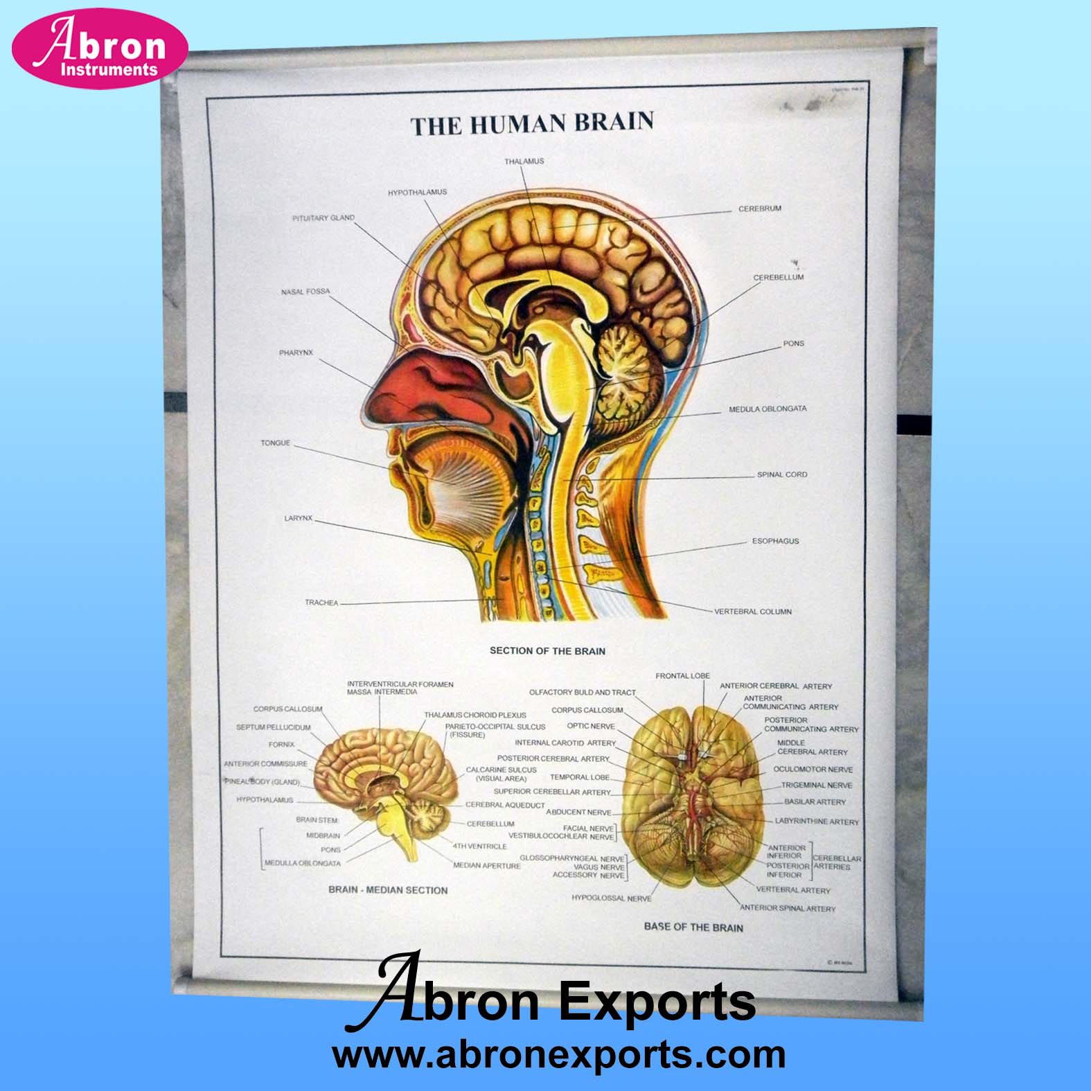 Chart Synthetic Paper with roller Human Physiology set of 12  size 75x100cm ( 30x40inch) Abron ACPHP-12K